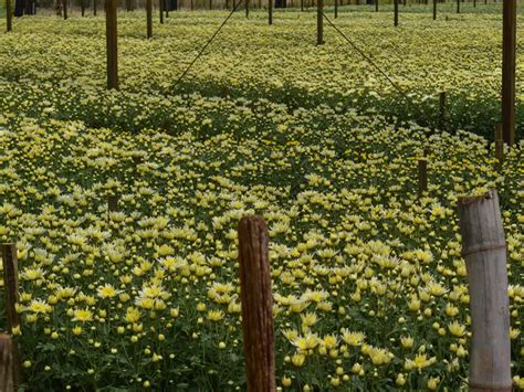 Holambra Descubra Como A Visita Nos Campos De Flores