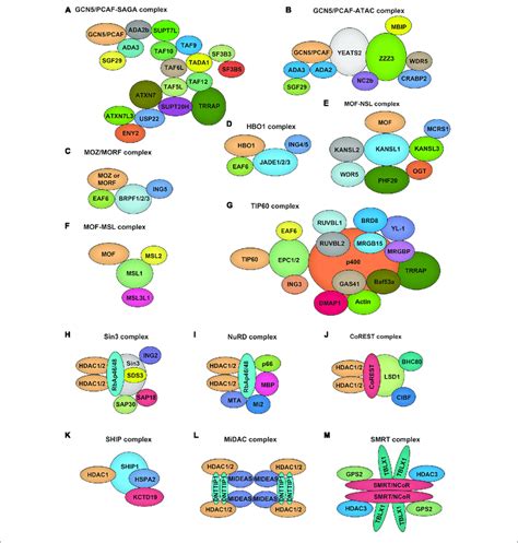 Composition Of Hats And Hdacs Containing Multiprotein Complexes