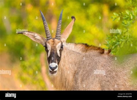 A Close Portrait Of A Male Roan Antelope Hippotragus Equinus In