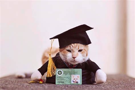 De La Salle University campus cat Archer is 1st ever pet animal to graduate from a top school ...