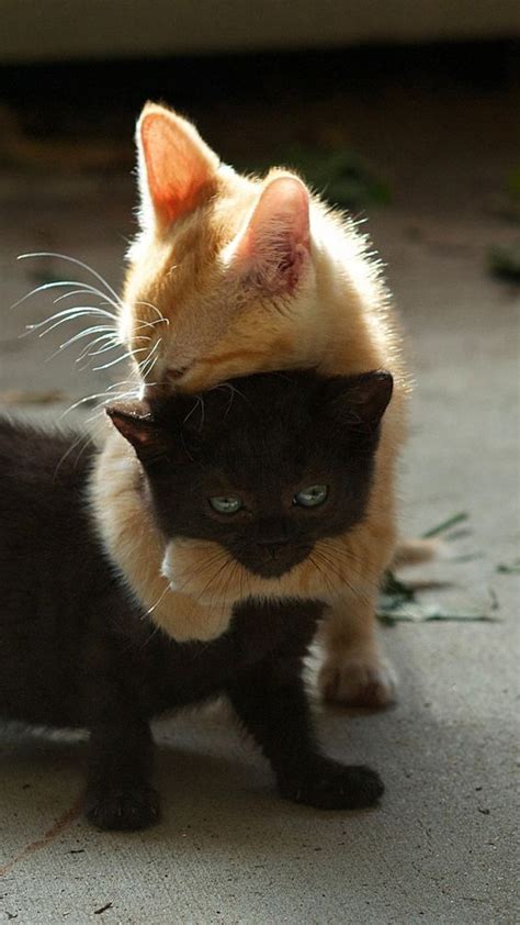 Two Kittens Playing With Each Other On The Ground