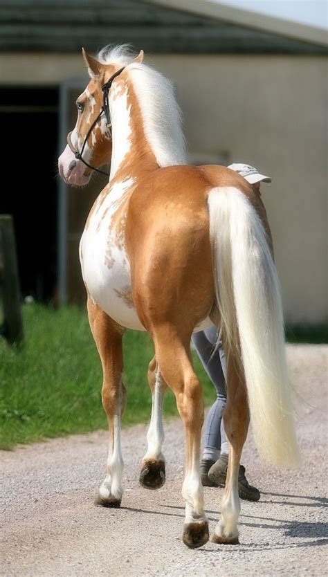 A Palomino Appaloosa Is That How You Would Describe This Beautiful