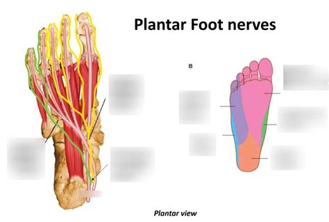 plantar foot nerves Diagram | Quizlet