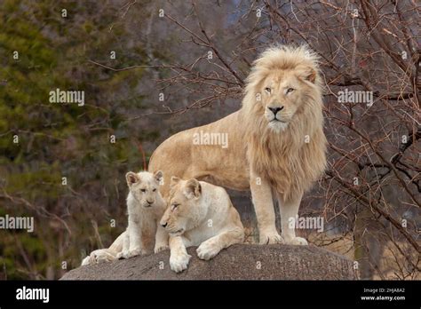 Top Imagen Los Leones Blancos Son Carnivoros Abzlocal Mx