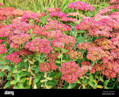 Pretty Pink Sedum Flowering In A Garden Stock Photo Alamy