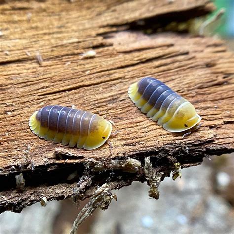 Isopods – Tropical Isopods