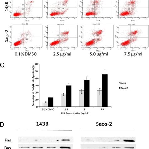 The Apoptotic Effect Of Fkb On Os Cells A B Cells Were Treated