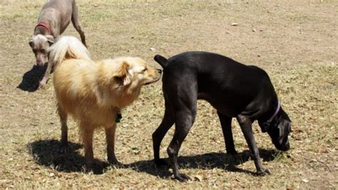 Why Do Dogs Lick Their Butts Decoding Reasons