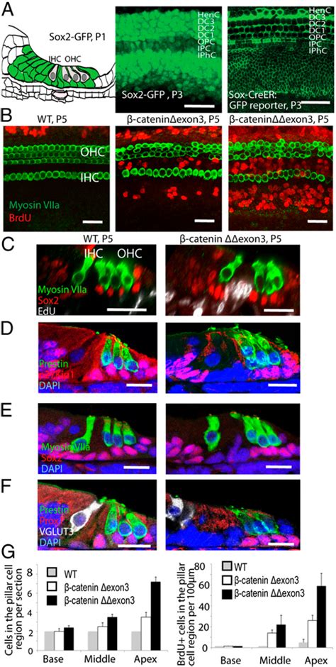 Hair Cell Differentiation Semantic Scholar