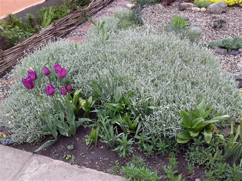 Ясколка на клумбе (72 фото) » НА ДАЧЕ ФОТО