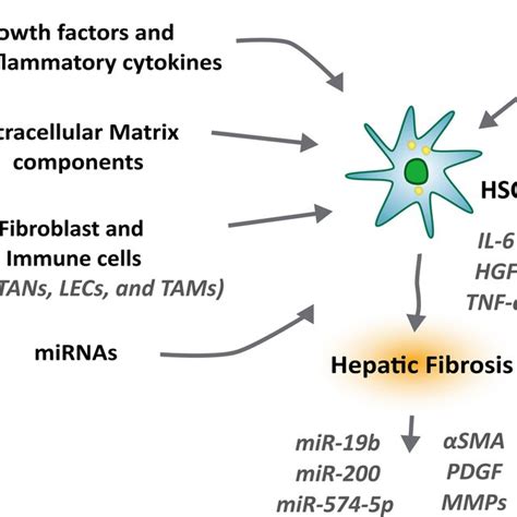 The Main Components Of The Tumor Microenvironment Can Activate Hsc In Download Scientific