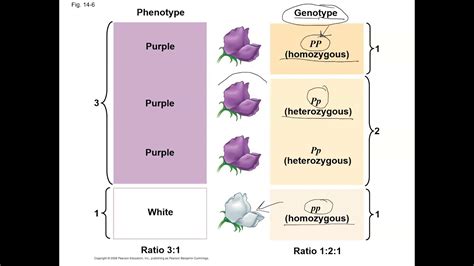 Chap Mendel And Genetics Youtube