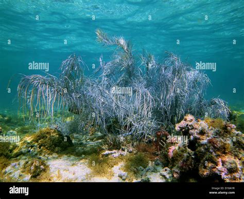 Sea Plume Gorgonian In A Shallow Coral Reef With Water Surface In