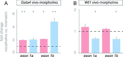 Sex Specific Effect Of Wt1 And Gata4 Knockdown On Gata4 E1a And Gata4