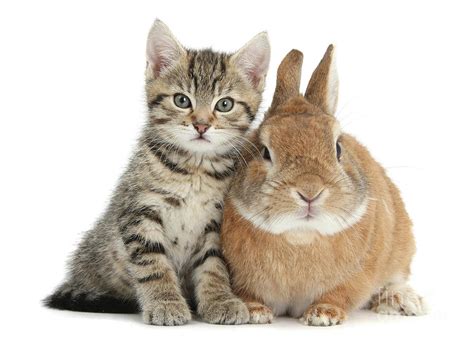 Cute tabby kitten with rabbit Photograph by Warren Photographic - Pixels