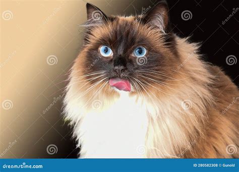 Ragdoll cat with blue eyes stock photo. Image of beauty - 280582308