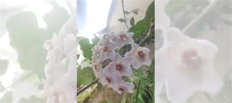Хойя карноза, восковой плющ купить в Самаре | Товары для дома и дачи ...