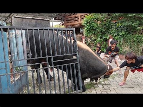 Grandong Mini Sapi Monster Hitam Keluar Kandang Patahkan Pagar Besi