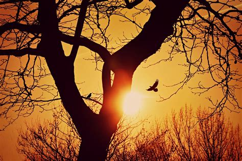 Tree Branch Silhouette - Free photo on Pixabay - Pixabay