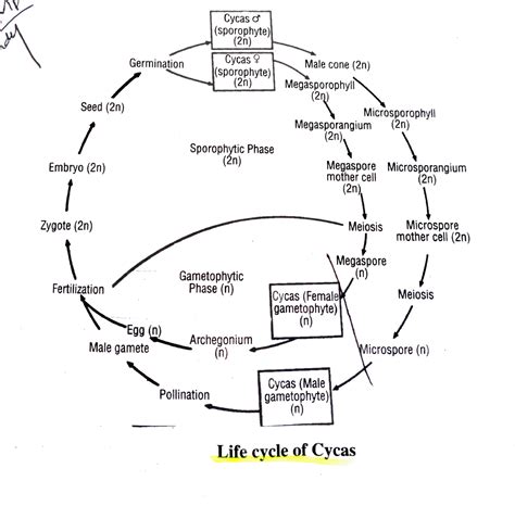 Cycas Life Cycle