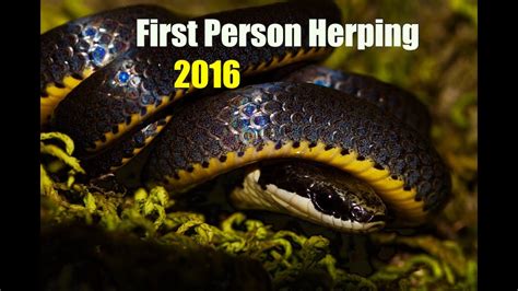 Herping For Reptiles And Amphibians 2016 Youtube