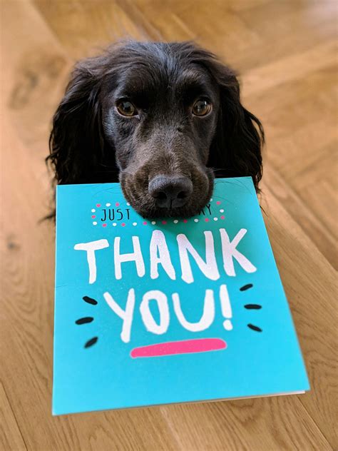 Dog Thank You Pictures Download Free Images On Unsplash