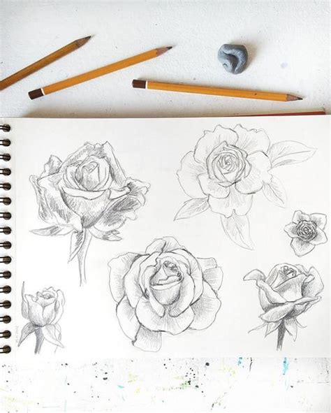 Rose Sketches | Pencil Drawings of Flowers and Leaves