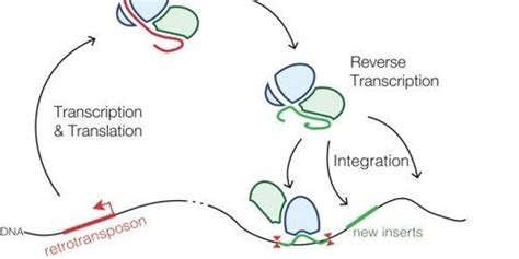 Eukaryotic Rna Polymerase Transcription Pathwayrat Genome Database Hot Sex Picture