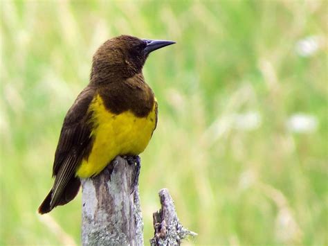 Pecho Amarillo Común Pseudoleistes virescens EcoRegistros