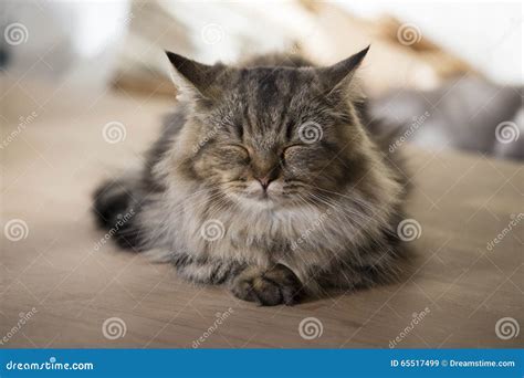 Munchkin kitten sleeping stock image. Image of beauty - 65517499