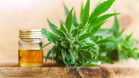 What is Cannabidiol? – 420 Blog | Europe