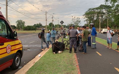 Motociclista Atropela Vaca E Socorrido Em Estado Grave Na Zona Leste