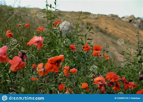 Wild Red Poppies Growing In Green Steppe Hill Stock Photo Image Of