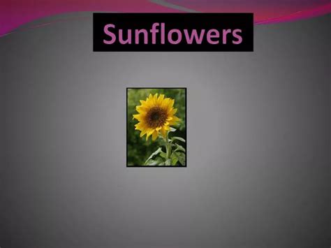 Ppt Sunflowers Powerpoint Presentation Free Download Id 2508903