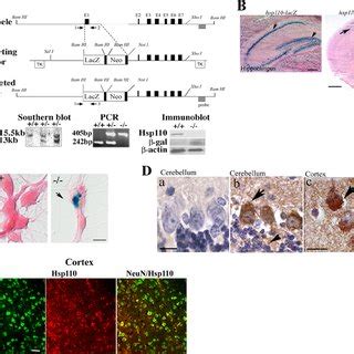 Targeted Disruption Of The Hsp Gene In Mice A Schematic Diagrams