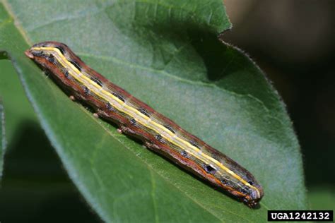 Yellowstriped Armyworm Spodoptera Ornithogalli