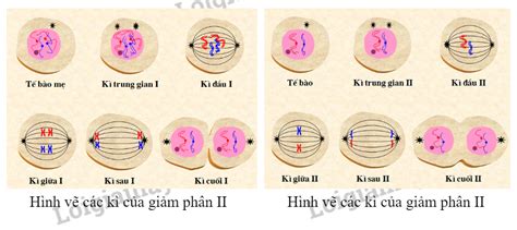 Sinh học 10 Kết nối tri thức Bài 18 Làm và quan sát tiêu bản quá trình