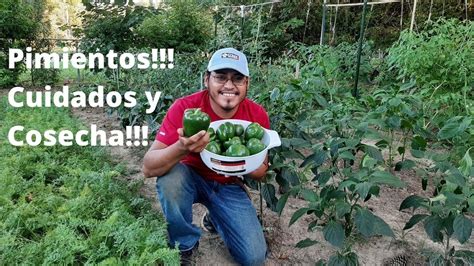 Pimientos Cuidados Consejos Y Cosecha Del Pimiento Como Plantar