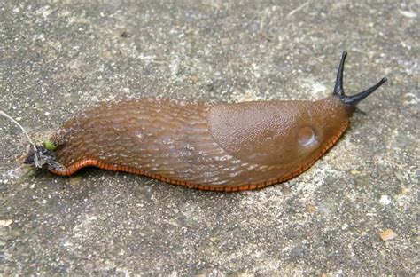 European Black Slug - Arion ater agg., species information page. Also known as Black Arion ...