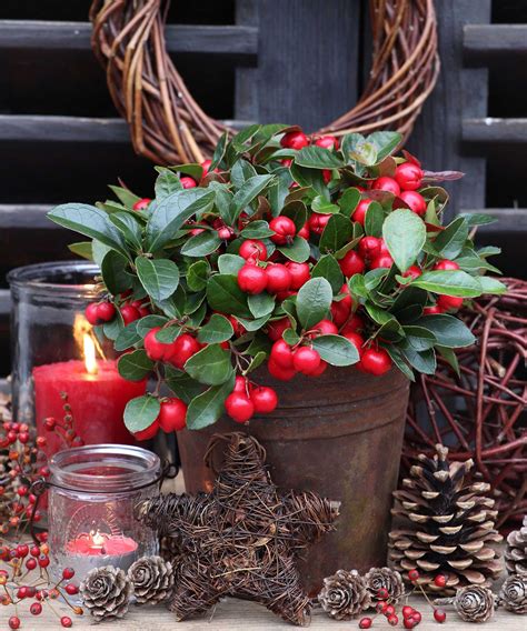 Best winter plants for pots: 17 bright ideas | Gardeningetc