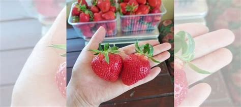 Рассада клубники Клери купить в Калининграде | Товары для дома и дачи ...