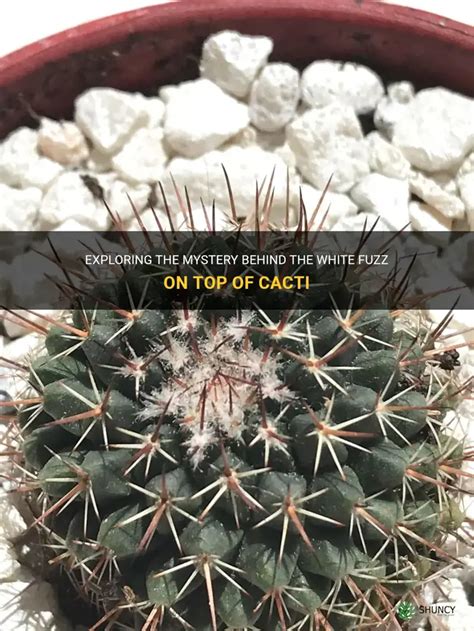 Exploring The Mystery Behind The White Fuzz On Top Of Cacti Shuncy