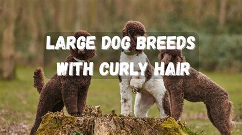 11 Beautiful Large Dog Breeds With Curly Hair