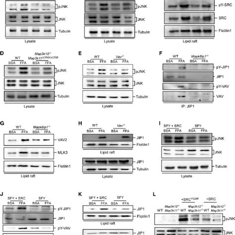 Vav Rac Mlk And Mkk Contribute To Jip Mediated Jnk Activation A