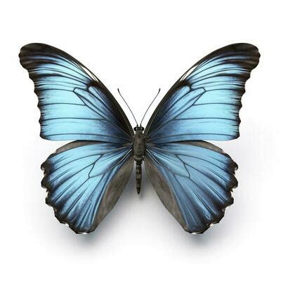 Blue Butterfly Wings Stock Photos, Images and Backgrounds for Free Download