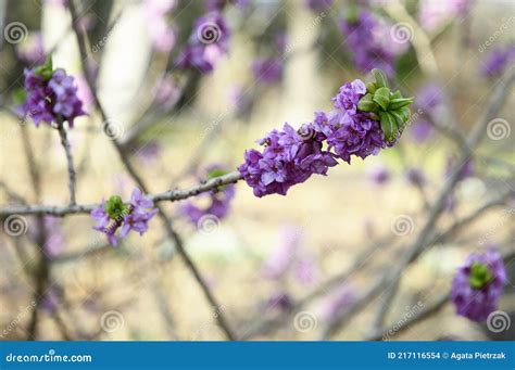 Daphne Mezereum Com Flores Roxas Foto De Stock Imagem De Flor