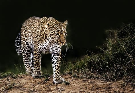 LEOPARDO AFRICANO Características Hábitat Que come Reproducción