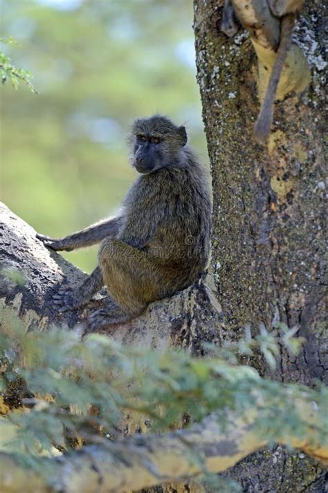 Baboon stock image. Image of monkey, wild, habitat, mammals - 40782277