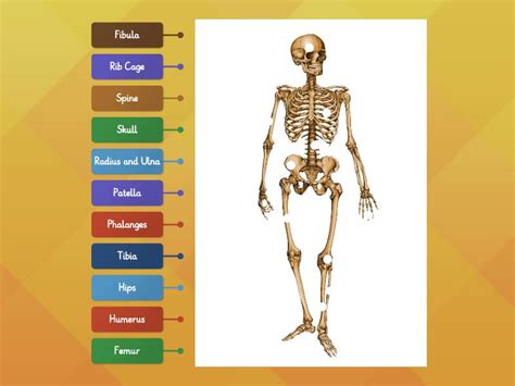 Skeleton Diagram - Labelled diagram