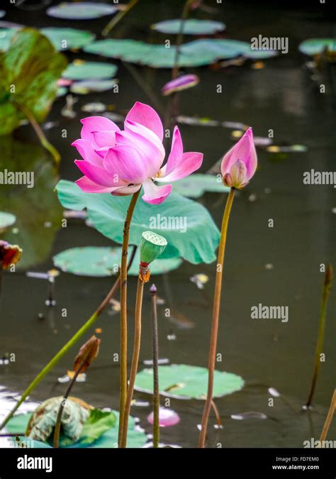 Lotus Flower Lotus Flower Nelumbo Nucifera Temple Pura Taman